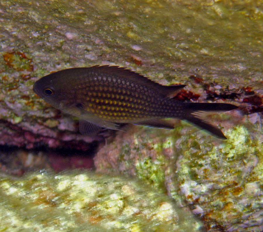 Pomacentridae:Chromis chromis (Linnaerus, 1758)  Castagnola